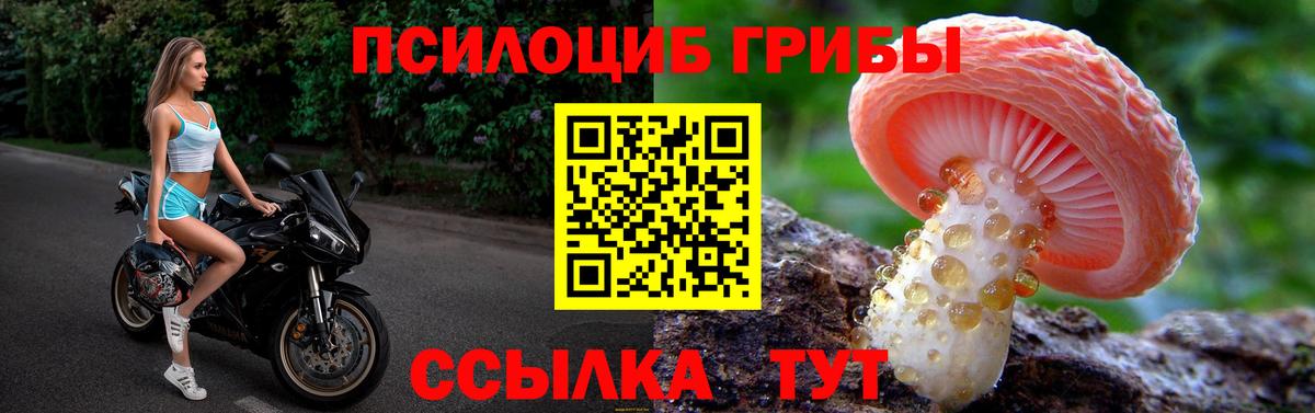 Галлюциногенные грибы Psilocybe Каменск-Шахтинский
